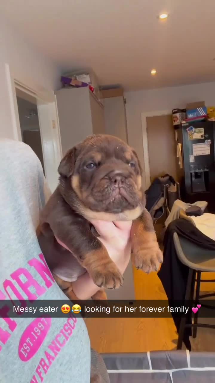 English Bulldog dogs for sale: English bulldog puppy - Video 1