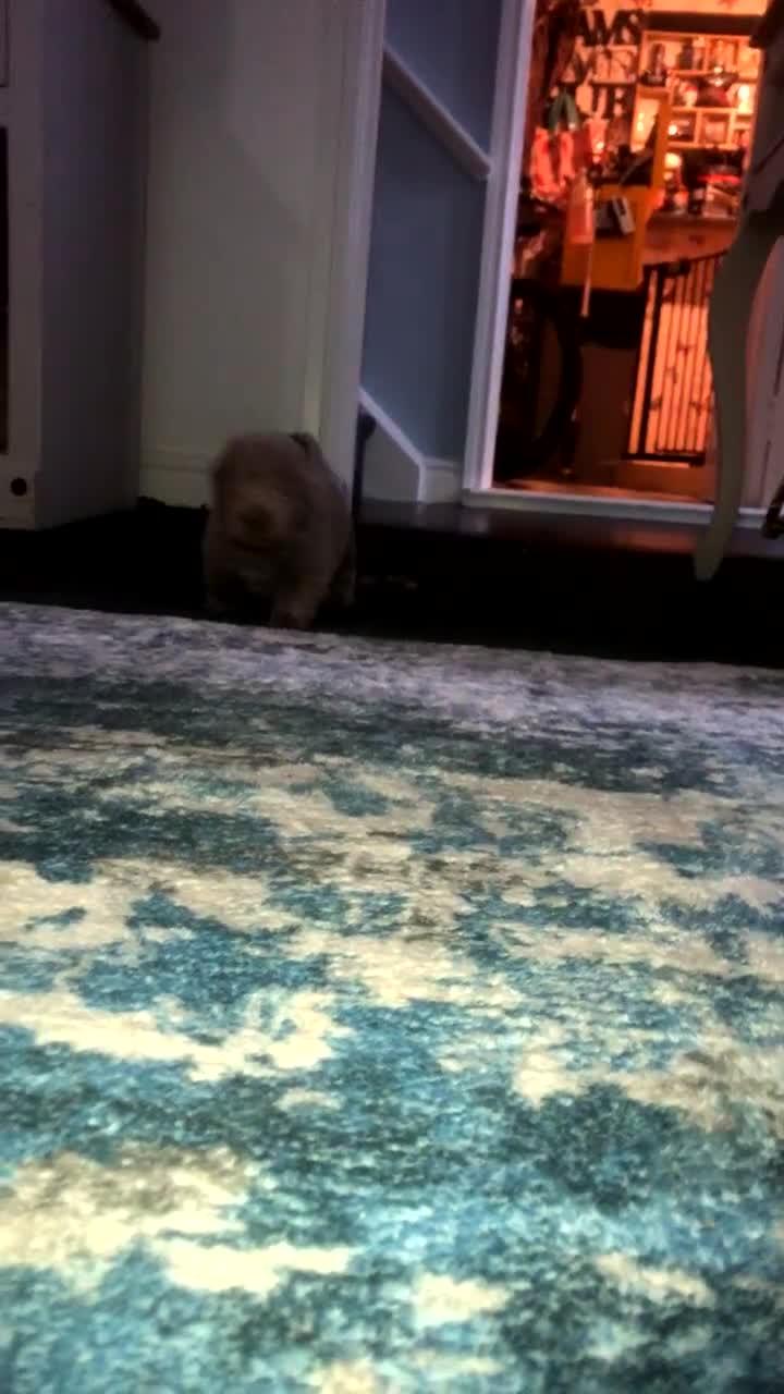 Chow Chow dogs for sale: Stunning chow chow puppies - Video 1