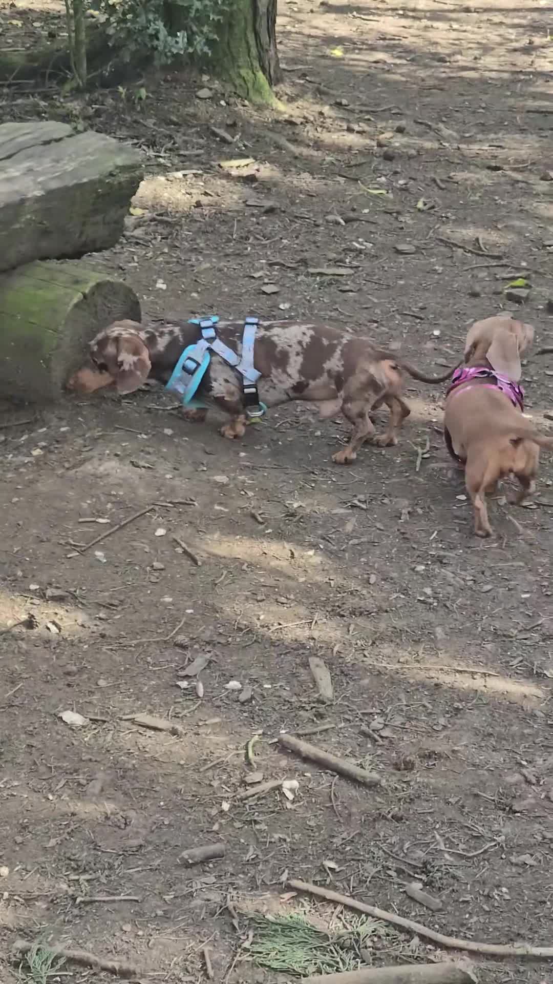 Miniature Dachshund dogs for stud: Chocolate and tan dapple miniature dachshund stud - Video 1