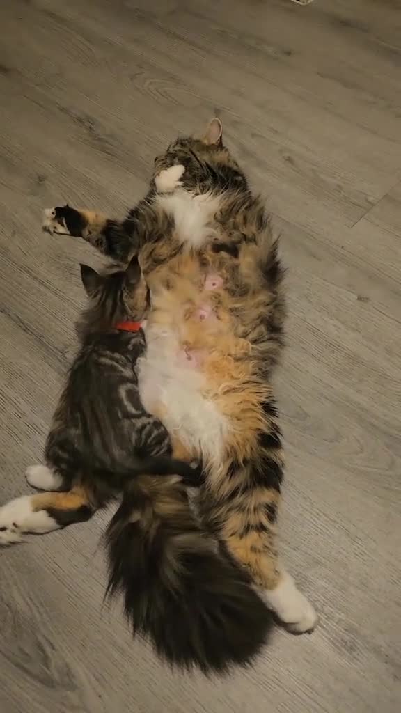 Maine Coon cats for sale:  Beautiful Siberian x Maine Coon Kittens Available - Video 3