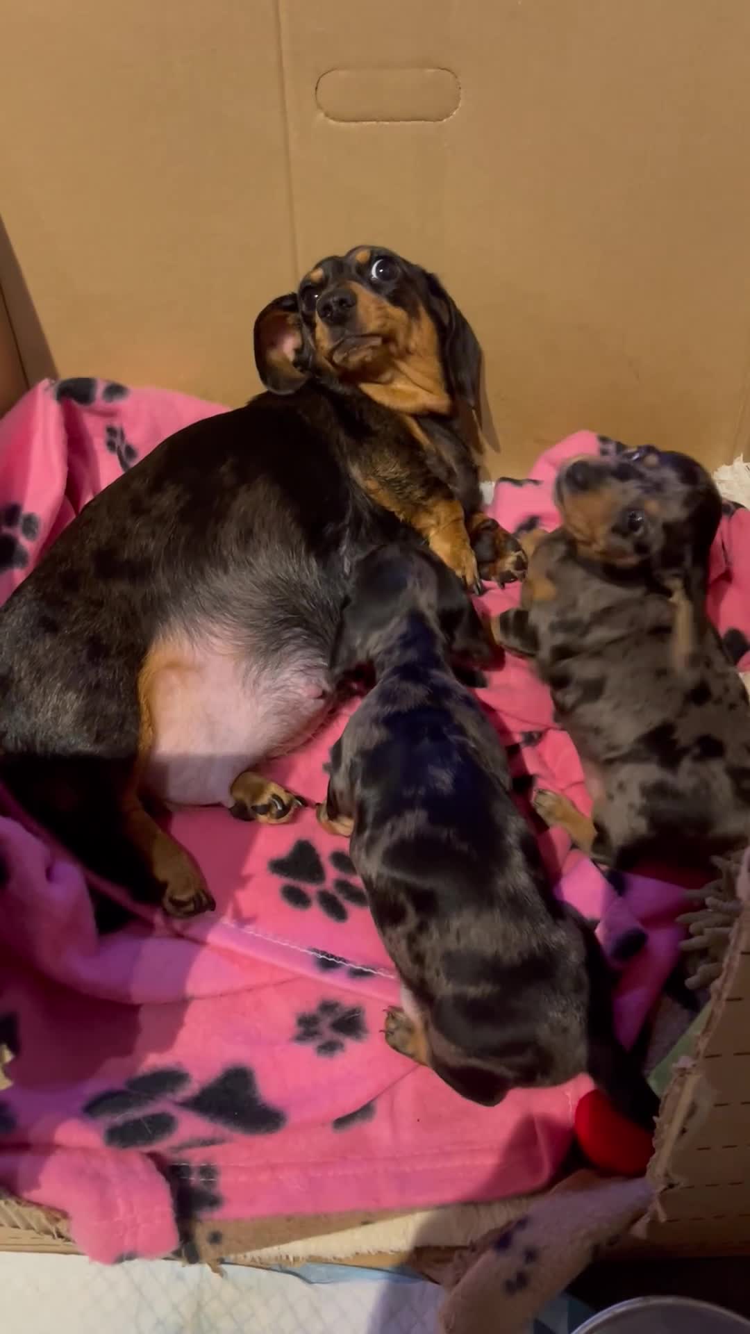 Miniature Dachshund dogs for sale: Stunning Pedigree KC Registered ready from 21 Dec - Video 1