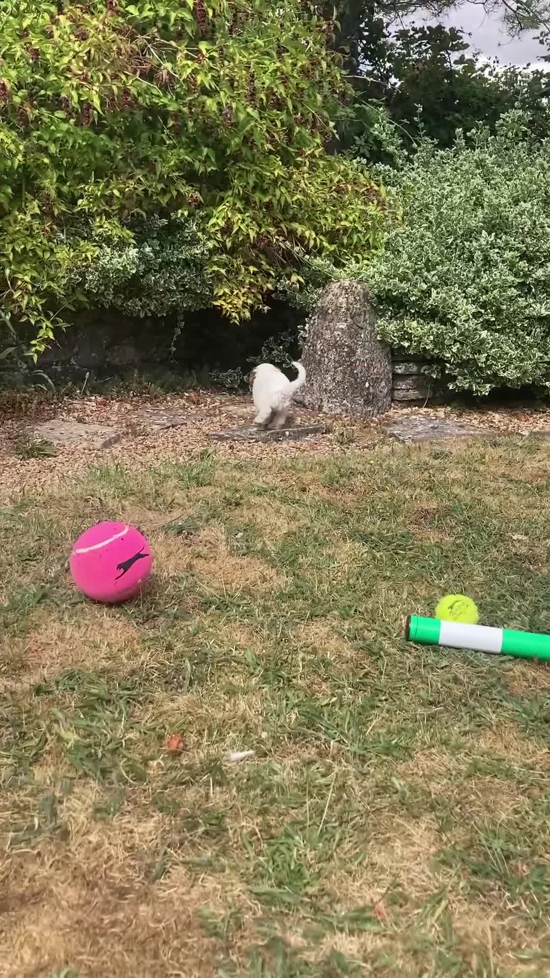 Cavapoo dogs for sale: 8 week old Cavapoo girl - Video 2