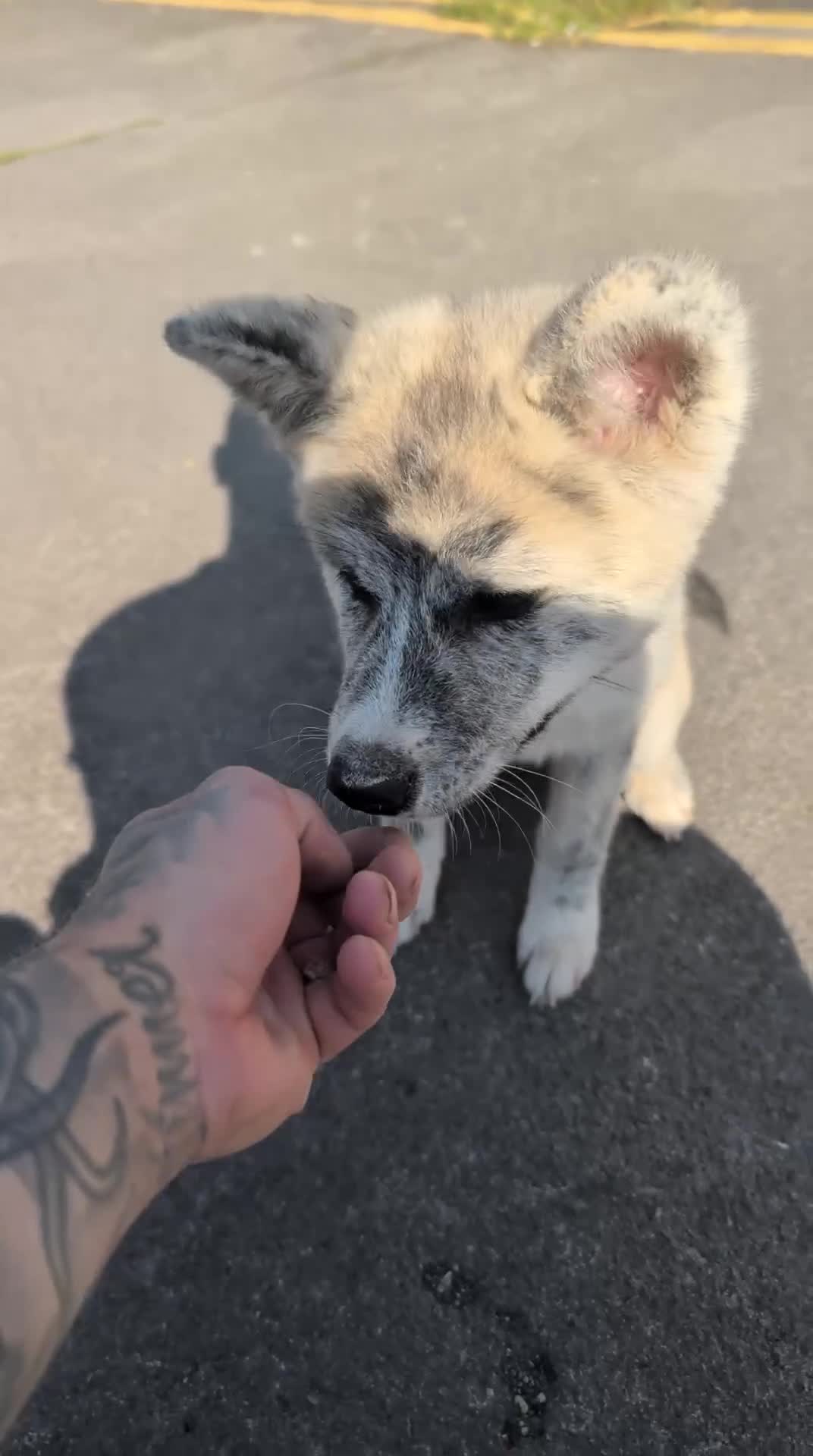 Japanese Akita Inu dogs for sale: Akita puppies pedigree for forever loving homes - Video 1