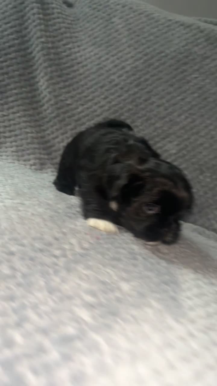 Shih Tzu dogs for sale: Pups for sale - Video 3