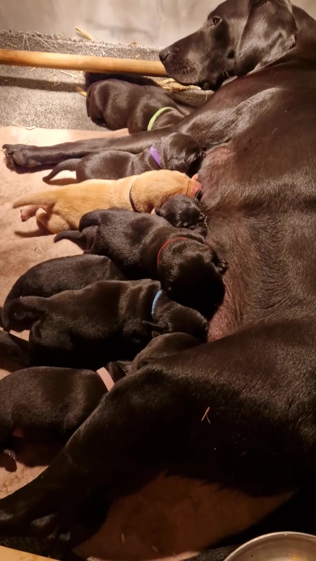 Labrador Retriever dogs for sale: Labrador puppies  - Video 1