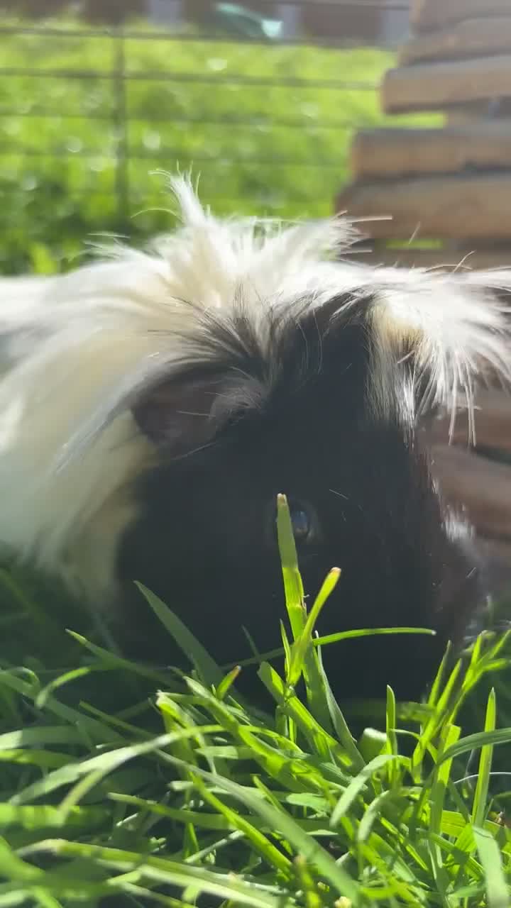 Guinea Pig rodents for sale: 3 female guinea pigs for sale (set up included) - Video 2