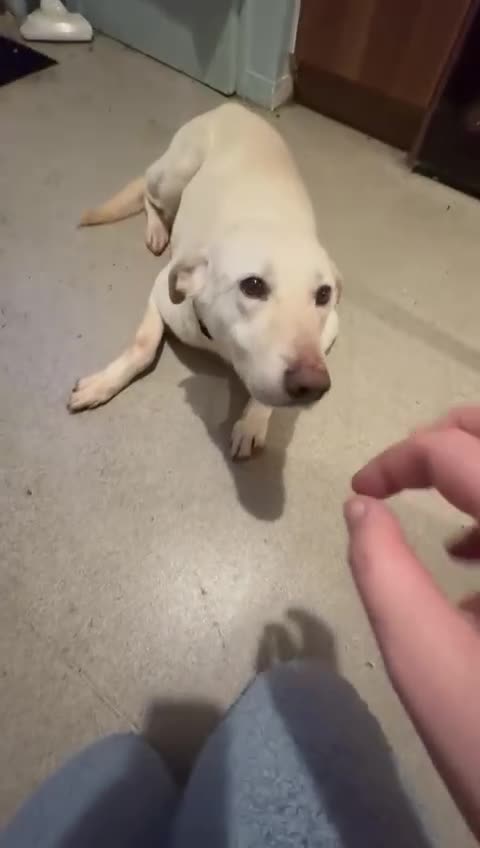 Mixed Breed dogs for sale: Handsome Oliver - Video 3