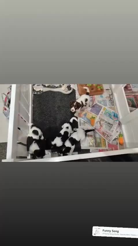 English Springer Spaniel dogs for sale: Kc registered springer spaniels ready now - Video 1