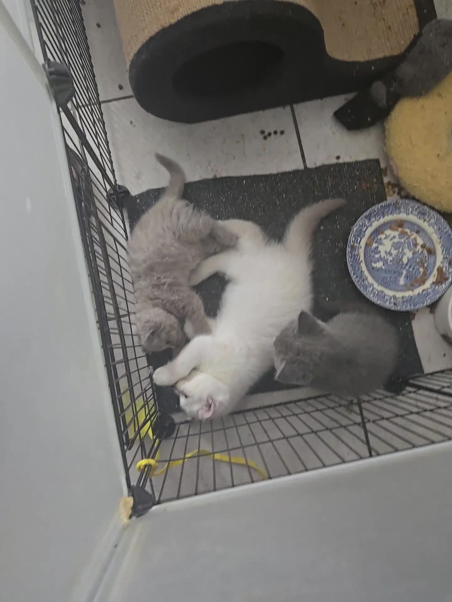 British Shorthair cats for sale: THREE MALE BRITISH SHORTHAIR KITTENS FOR SALE - Video 3