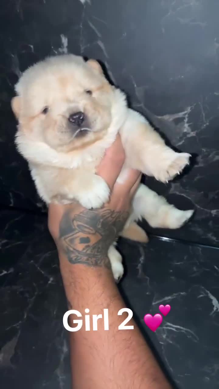 Chow Chow dogs for sale: Chow chow Puppies  - Video 2