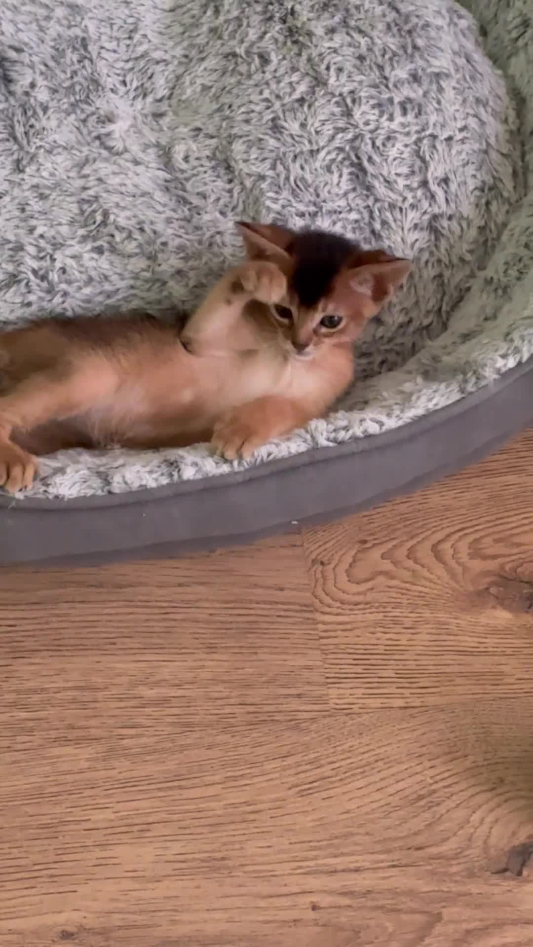 Abyssinian cats for sale: TICA 5* pedigree Abyssinian Kittens  - Video 2