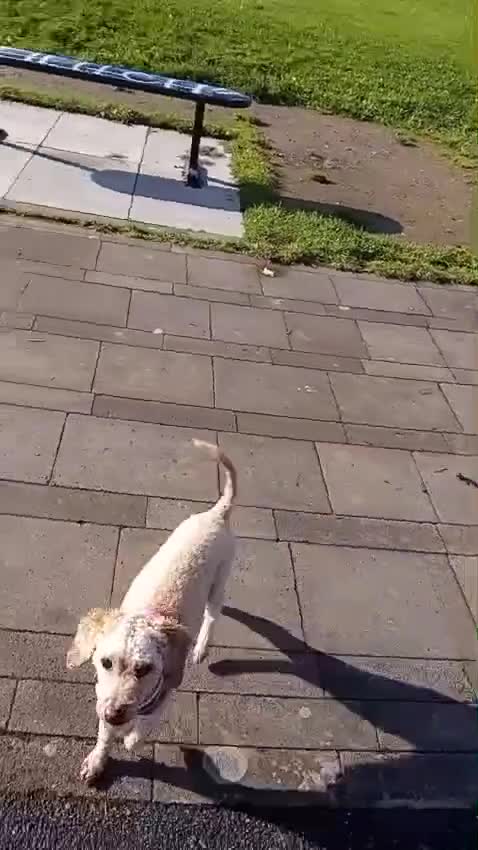 Mixed Breed dogs for sale: Beautiful 16 month Cavapoochon - Video 1