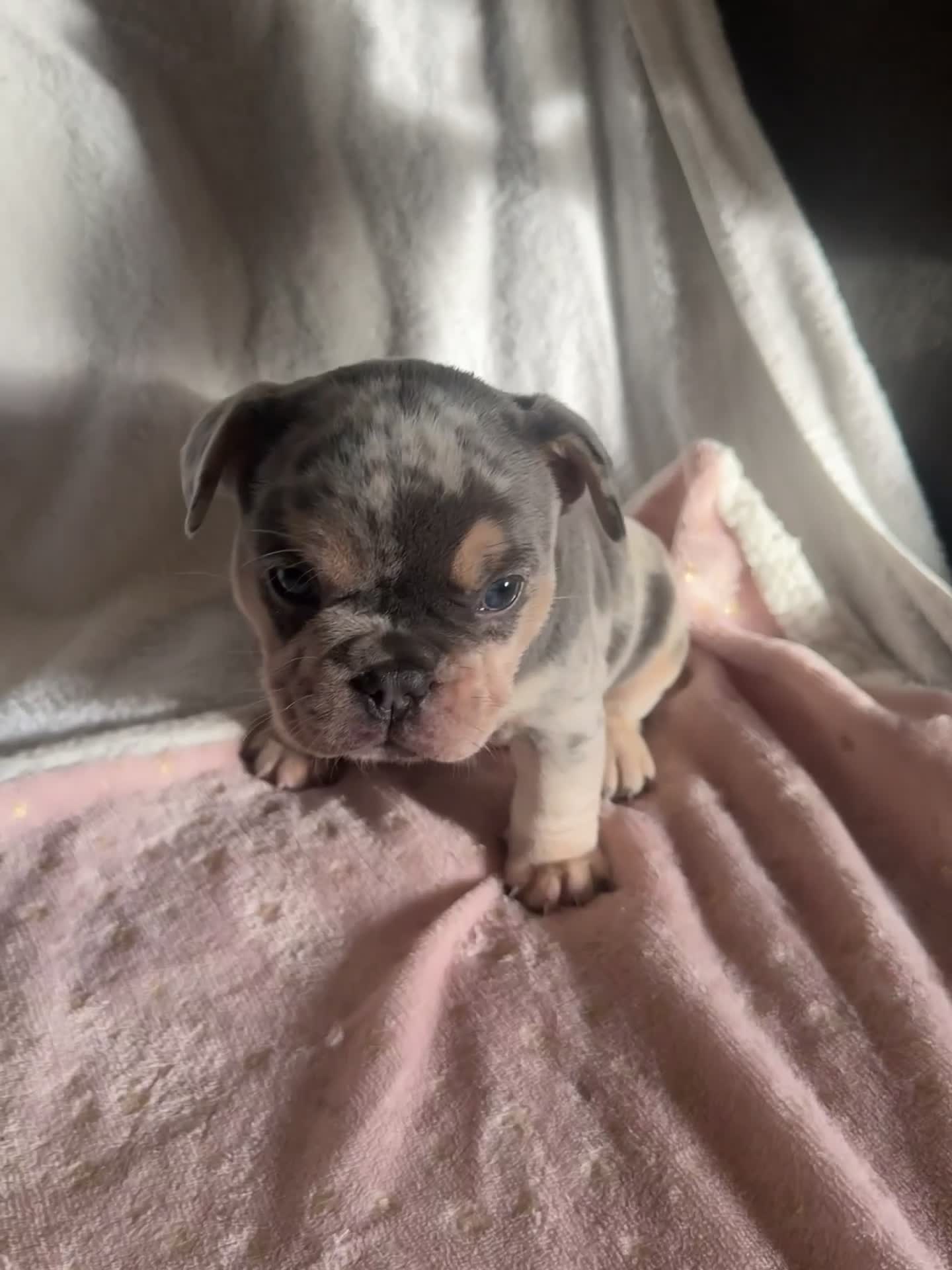 French Bulldog dogs for sale: 🐶 Stunning Merle Lilac Fawn French Bulldogs - Video 1