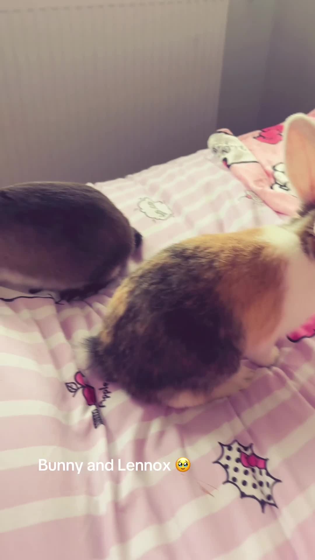 Mixed Breed rabbits for sale: **🐰 2 FEMALE RABBITS 🐰 ** - Video 1