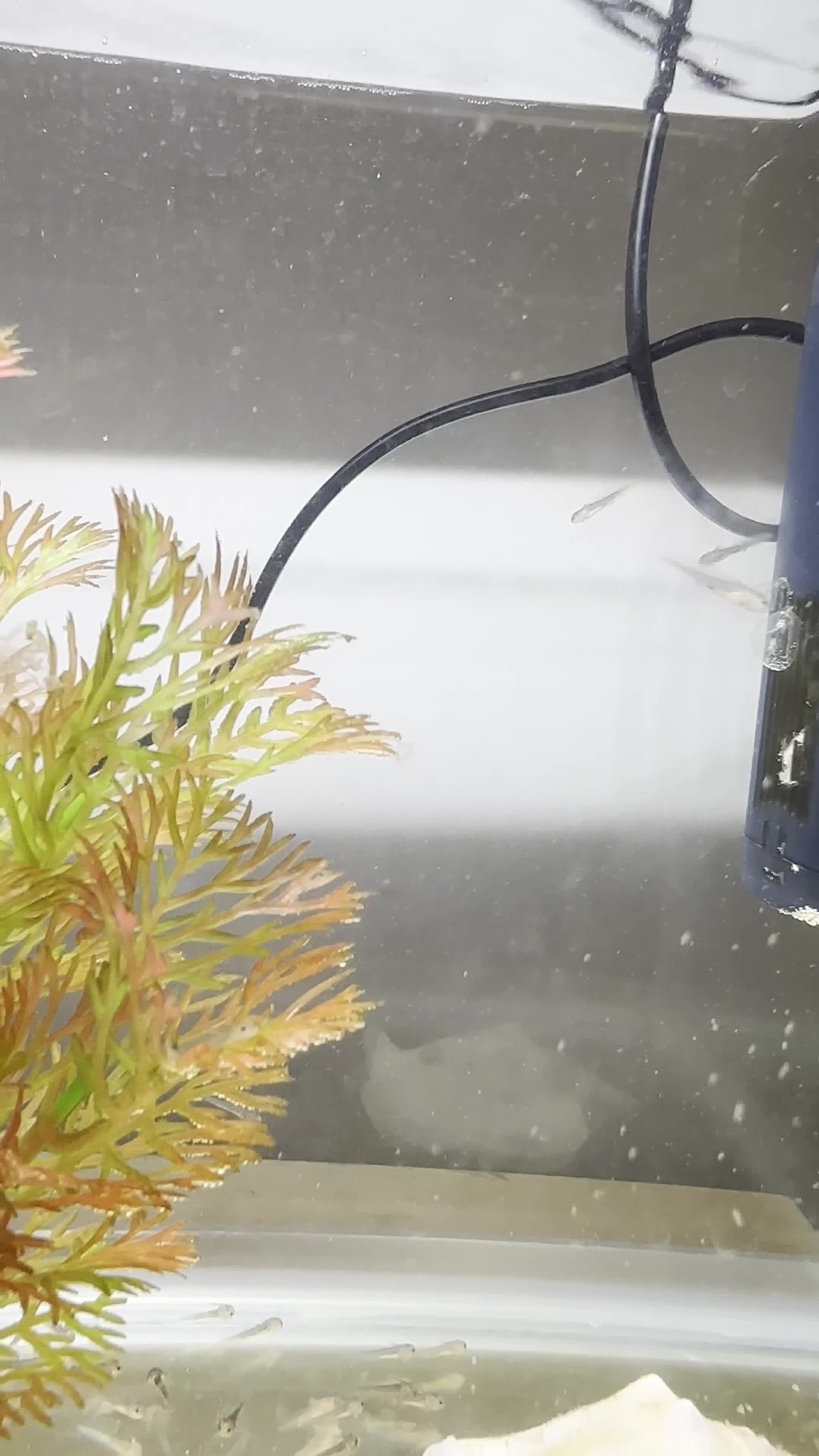 Axolotl reptiles for sale: Axolotl Copper and Wild Type - Video 1