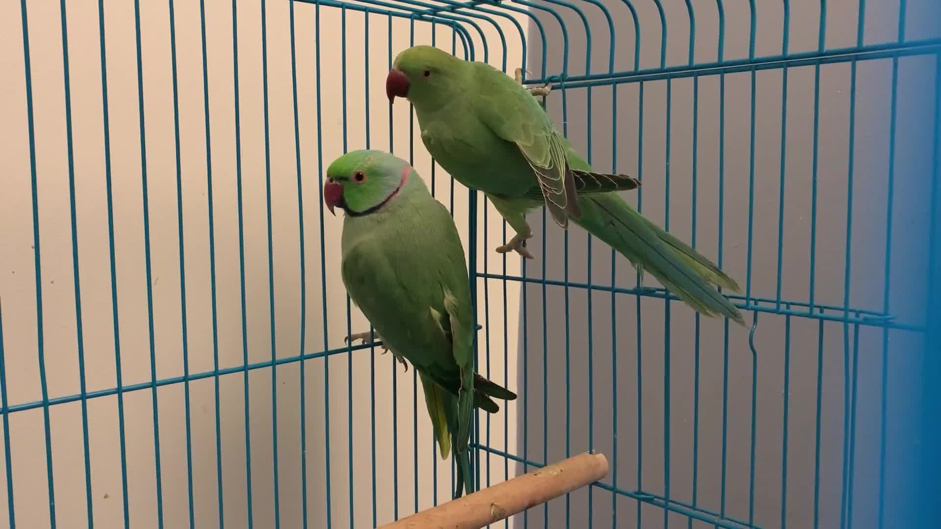 Ringnecks birds for sale: Bonded pair of traumatised baby ringnecks  - Video 1