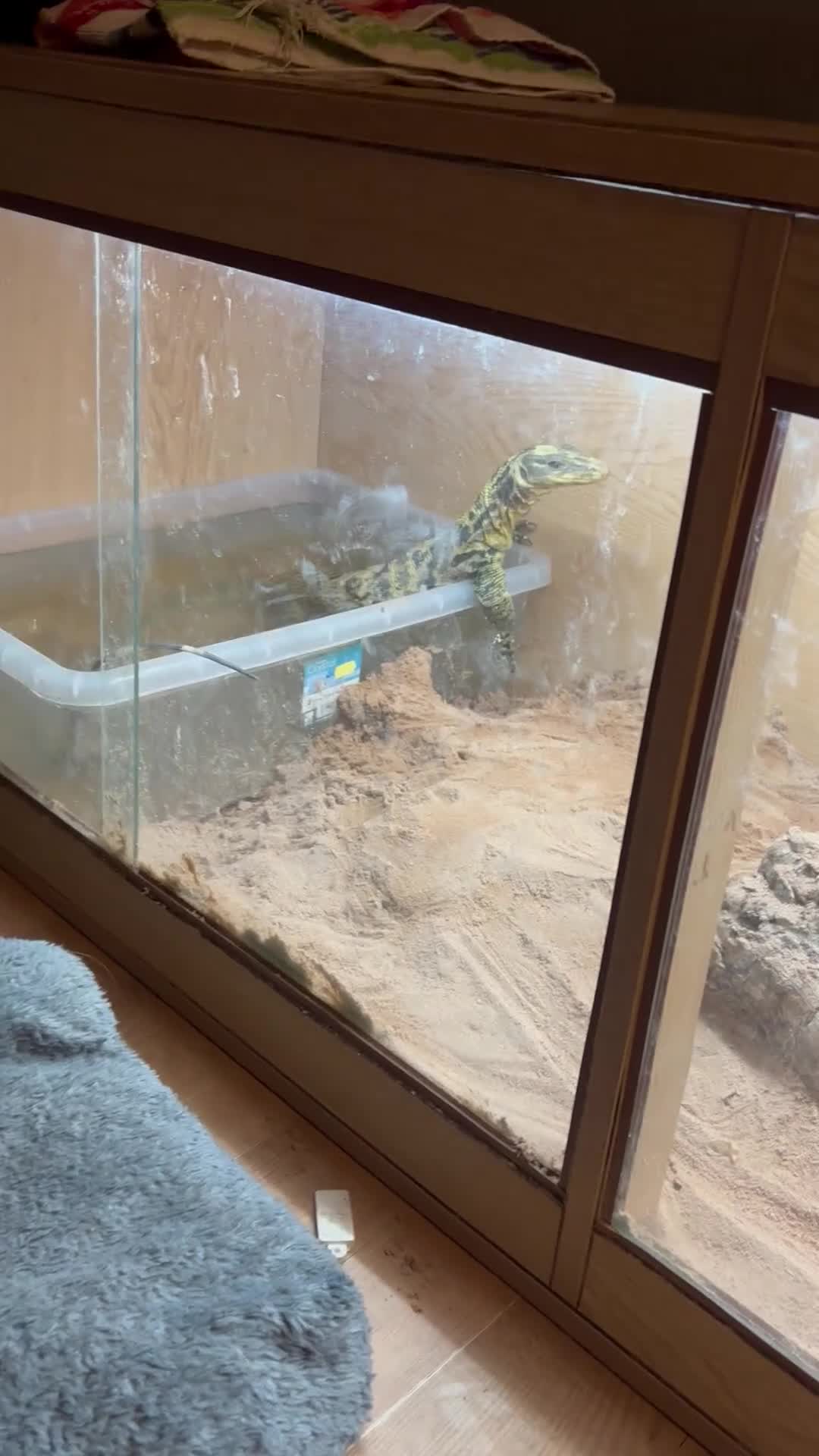 Monitor reptiles for sale: Philippines water monitor Cumungi yellow head - Video 2