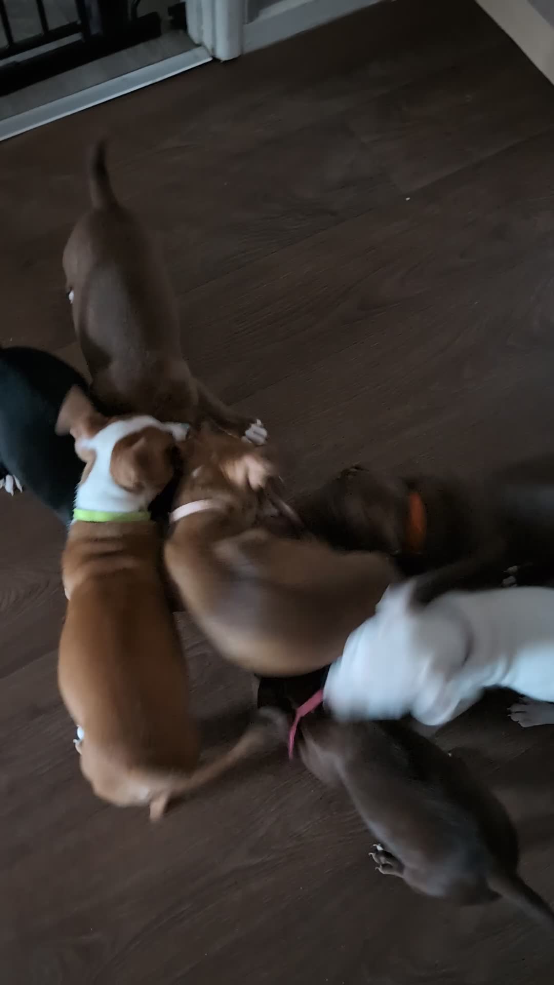 Mixed Breed dogs for sale: American bulldog x staffie, Ready to leave!! - Video 1