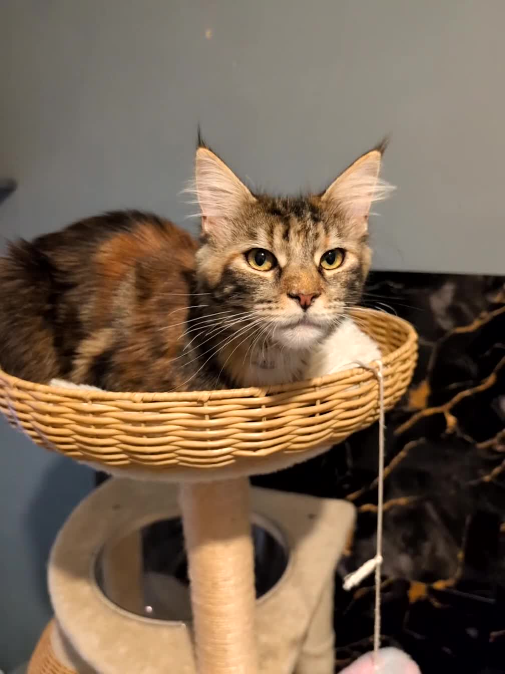 Maine Coon cats for sale: Mainecoon - Video 2