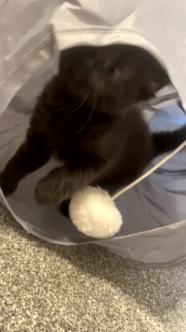 Mixed Breed cats for sale: 4 beautiful black kittens for sale!!! - Video 2