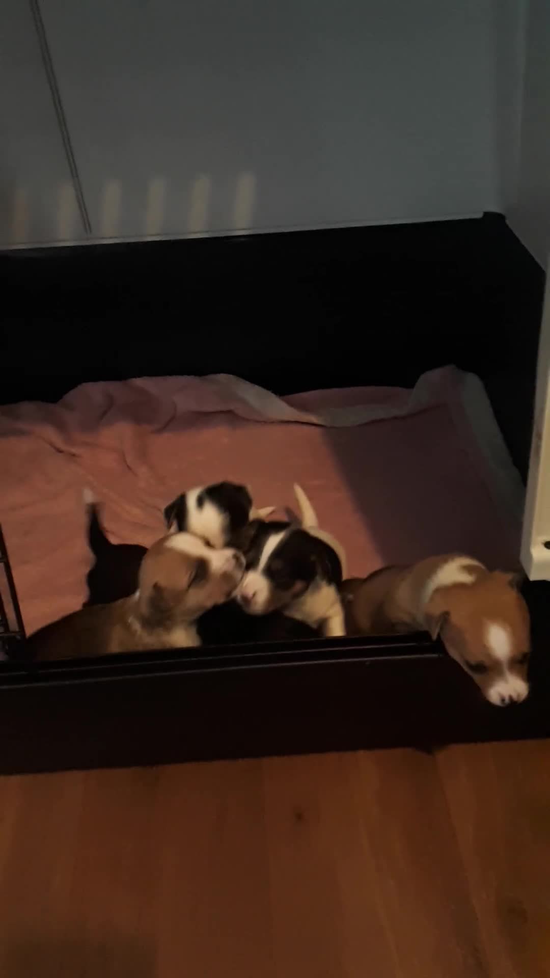 Jack Russell dogs for sale: Jack Russell puppies - Video 1