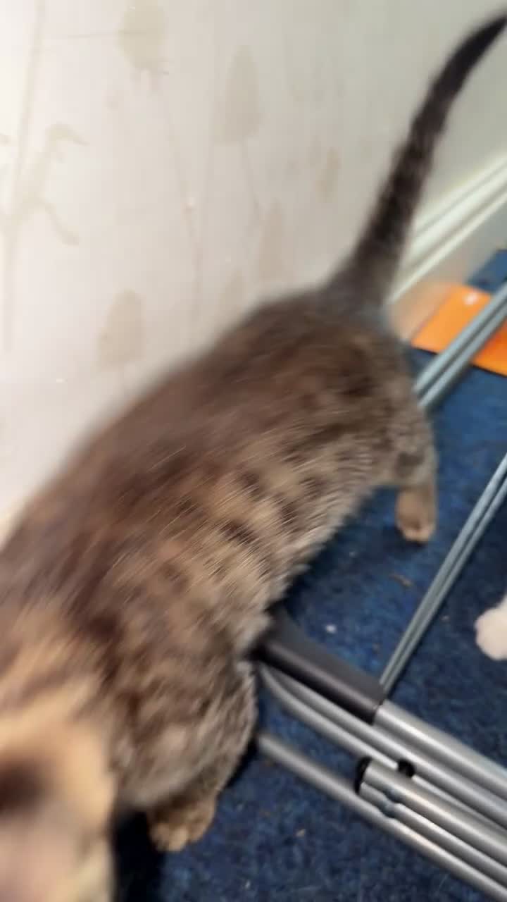British Shorthair cats for sale: BengalXSavannah  - Video 5