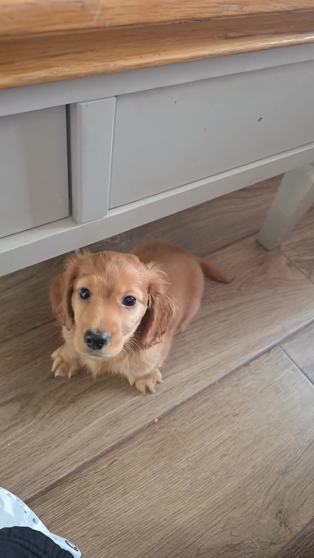 Dachshund dogs for sale: Male long haired dashound  in Cookstown - Video 1