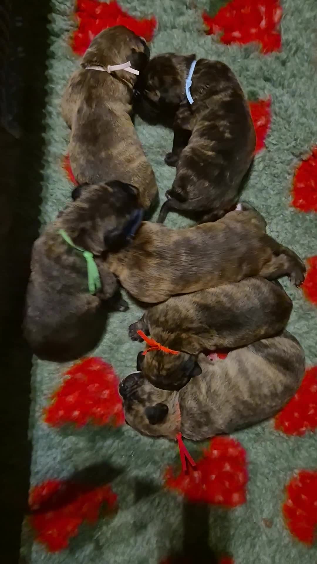 Mixed Breed dogs for sale: Beautiful Brindle Cane Corso/ Mastiff pups - Video 1