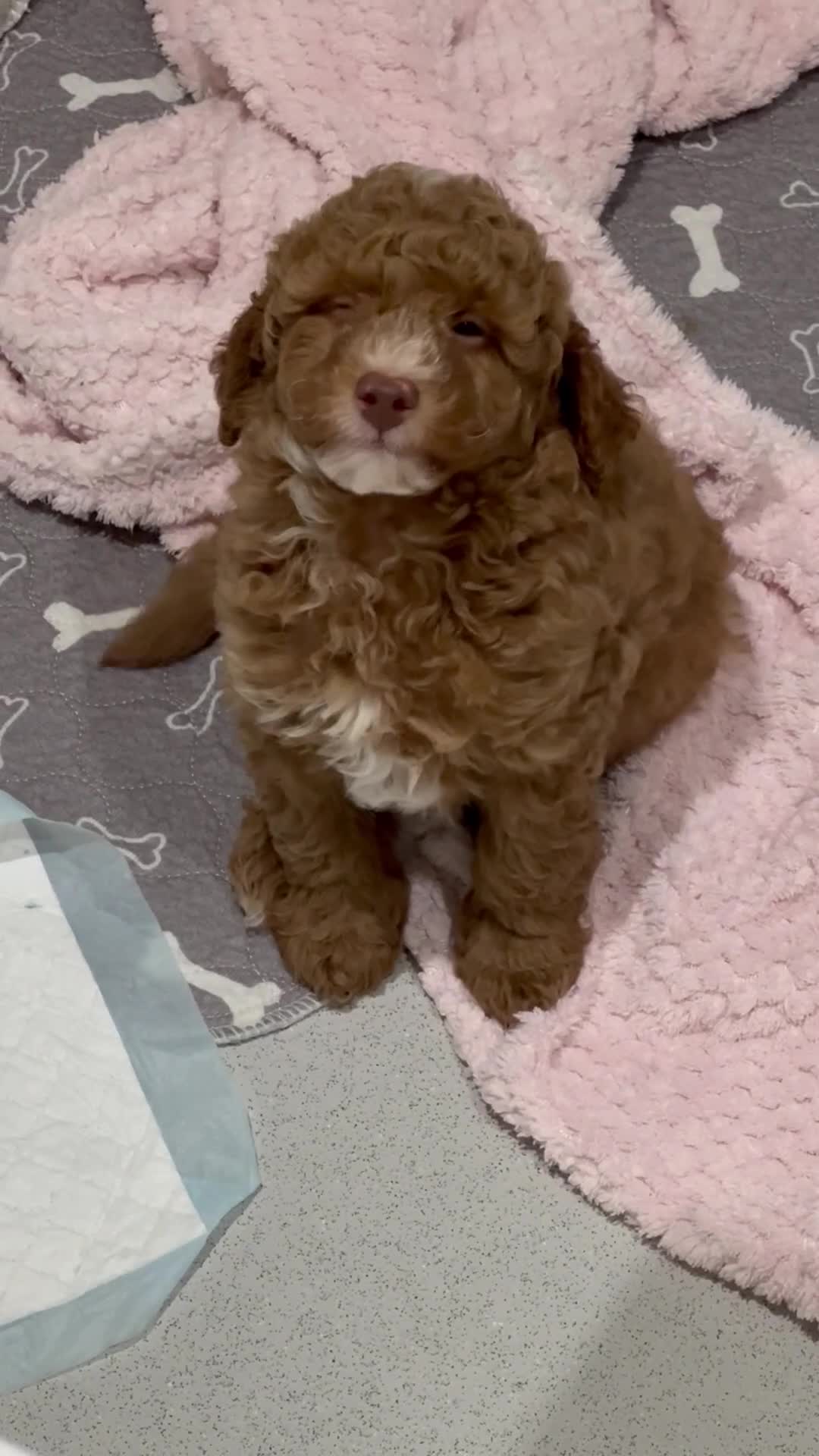 Cavapoochon dogs for sale: Stunning red boy  - Video 1