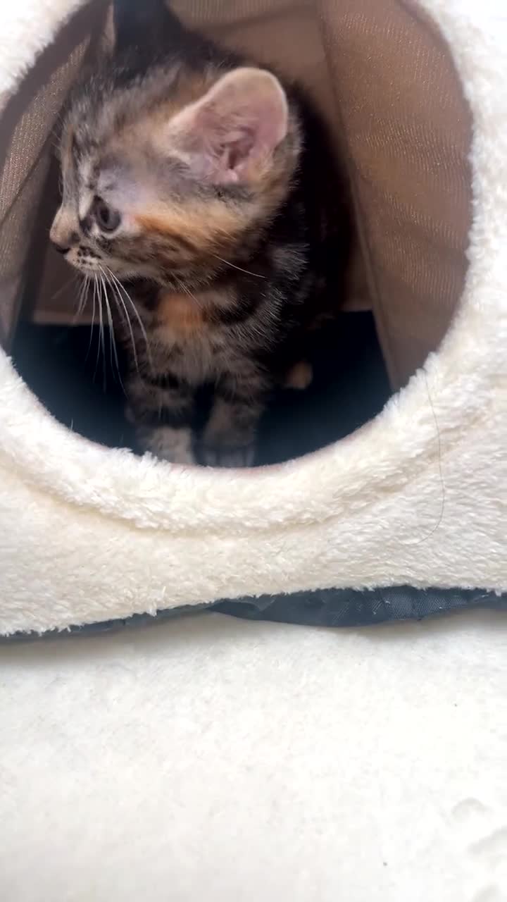 Mixed Breed cats for sale: kittens - Video 5