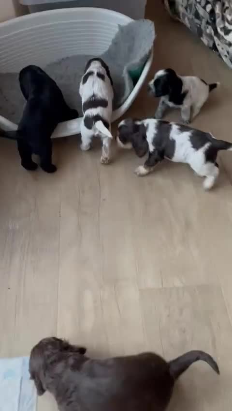 Cocker Spaniel dogs for sale: KC Reg Show Cocker Spaniels - Video 2