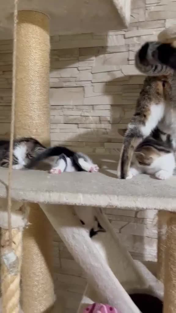 Mixed Breed cats for sale: Beautiful bengal cross kittens in Abbots Langley - Video 1