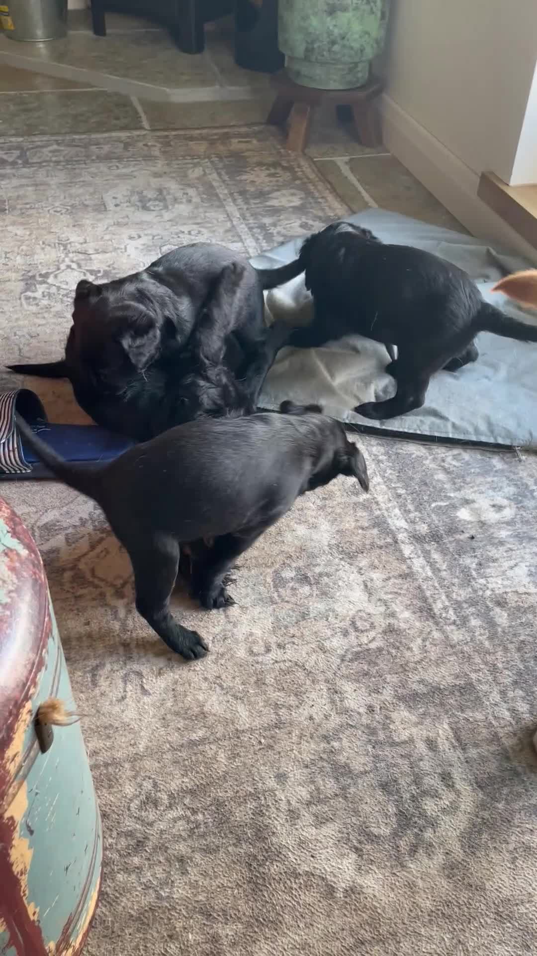 Labradoodle dogs for sale: Labradoodle F1B back to labrador - Video 1