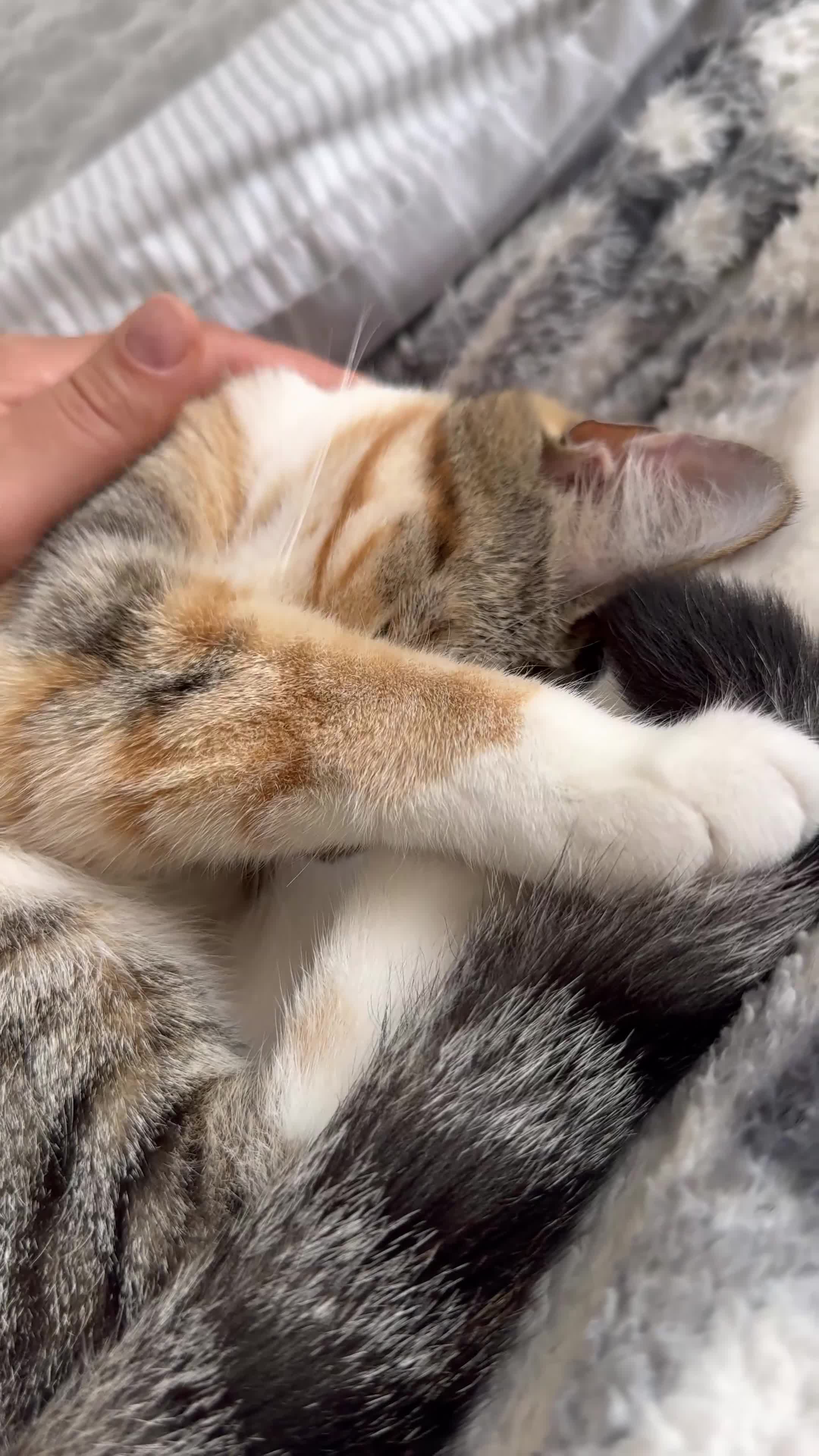 Mixed Breed cats for sale: 3-Year-Old Female Cat for Sale❤️ - Video 1