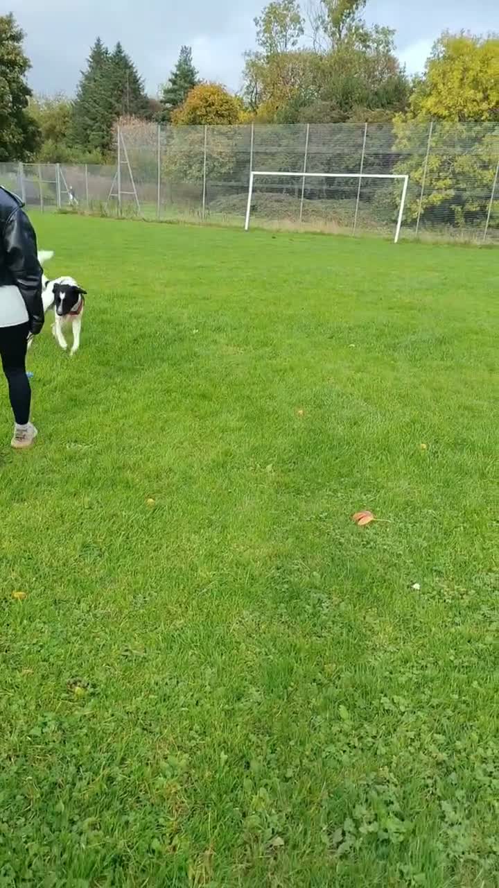 Mixed Breed dogs for sale: Hi my names teddy  in Glasgow - Video 1