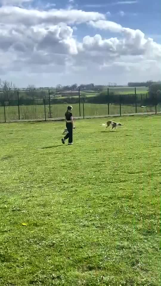 Mixed Breed dogs for sale: Femaile saluki greyhound  in Ferryhill - Video 4