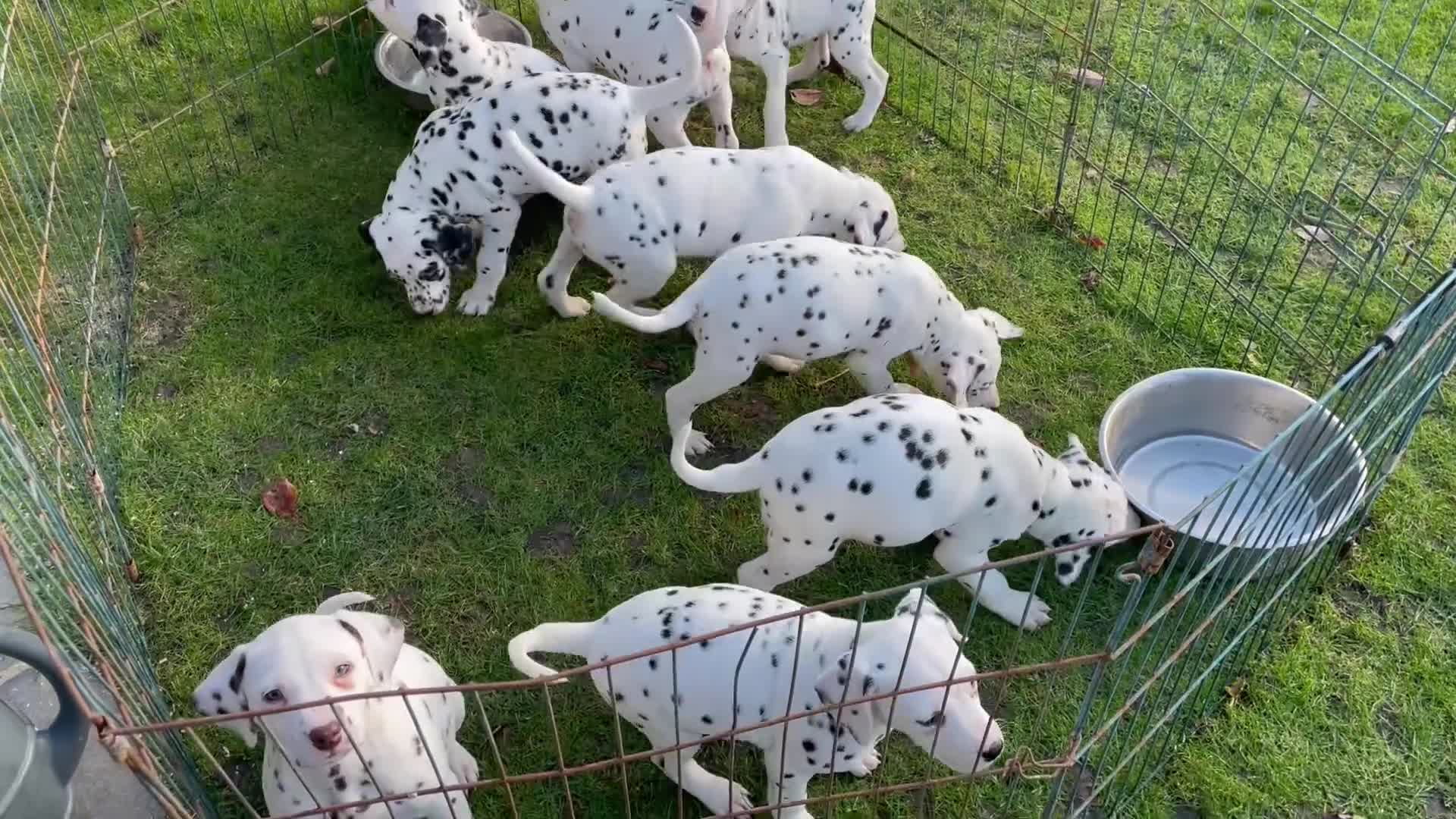Dalmatian dogs for sale: Dalmation Puppies - Video 1