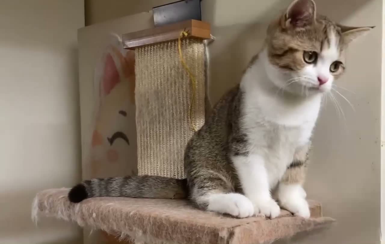 Munchkin cats for sale: ✨ Adorable TICA Registered Munchkin Kittens ✨ - Video 4