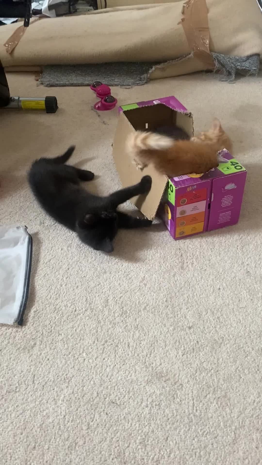 Mixed Breed cats for sale: Forever home 🙏🏻 - Video 1