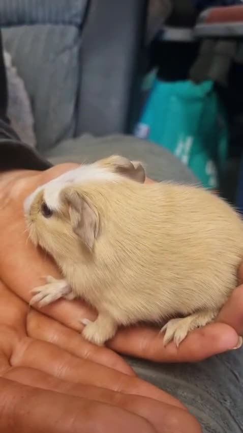 Guinea Pig rodents for sale: 2 female and 2 male Guinea pigs for sale! - Video 2