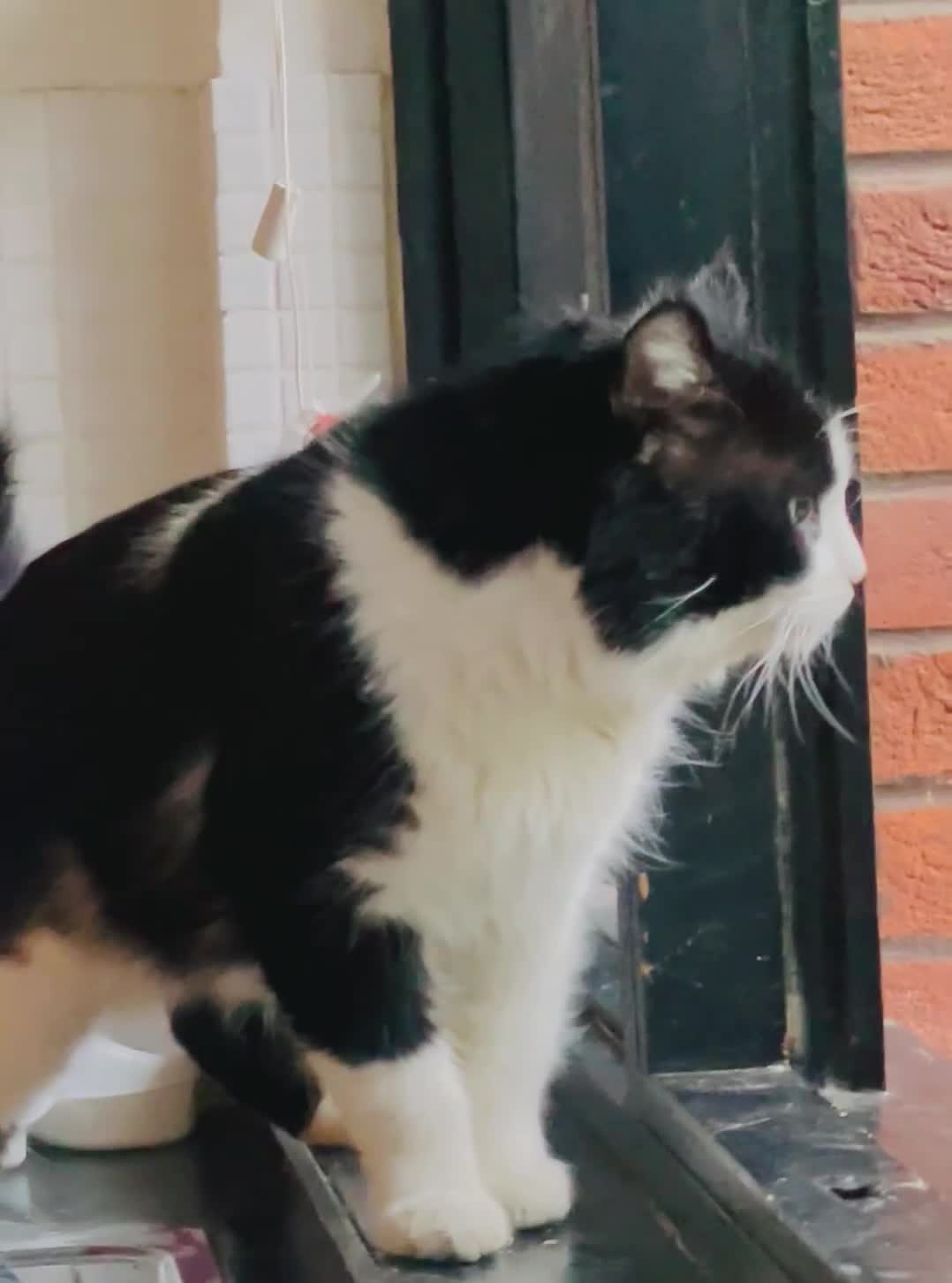 Mixed Breed cats for sale: Four Stunning Ragdoll x Ragamuffin kittens  - Video 1