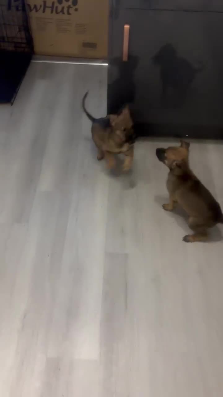 Mixed Breed dogs for sale: 1 x Female German Shepherd x Belgian Malinois Pups - Video 4