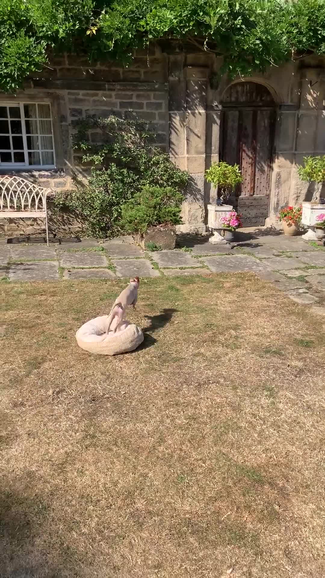 Italian Greyhound dogs for sale: Italian greyhound puppies KC reg European Lineage in Leeds - Video 2