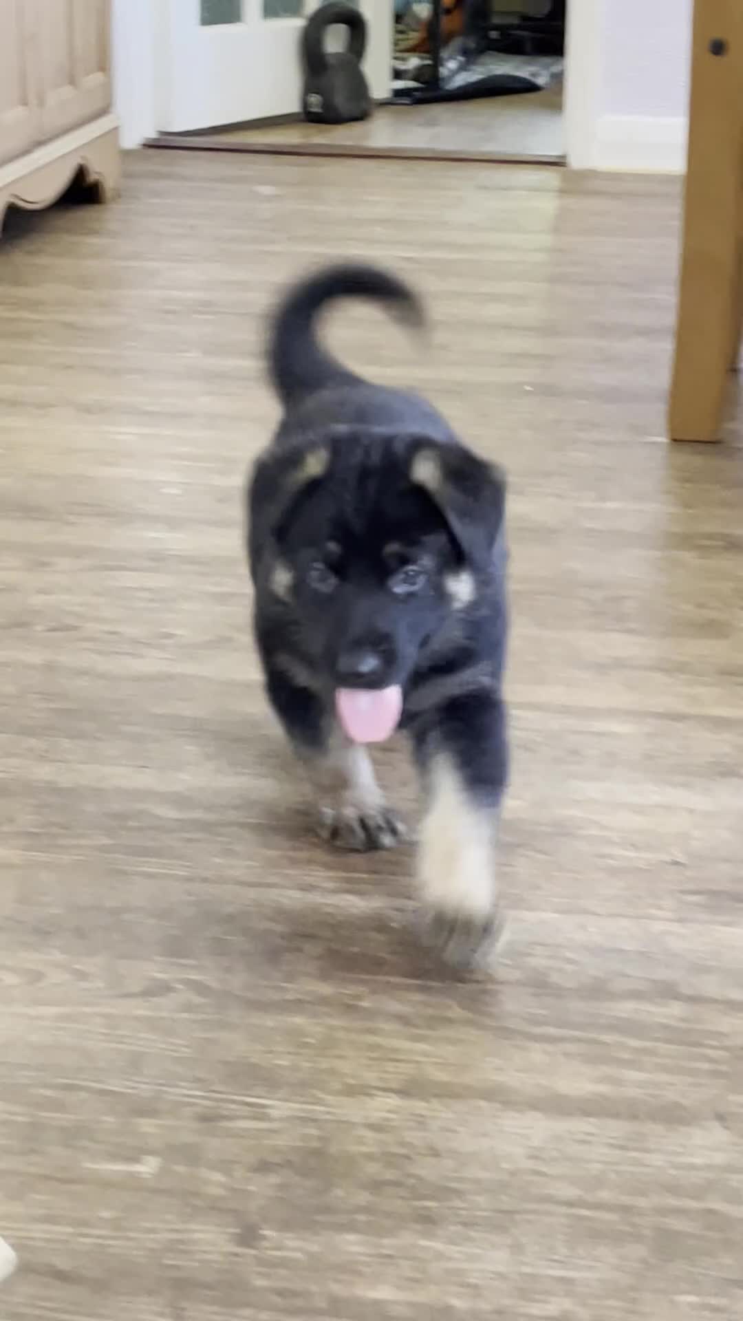 German Shepherd dogs for sale: German shepherd puppy for sale! Only 1 Girl left! - Video 1
