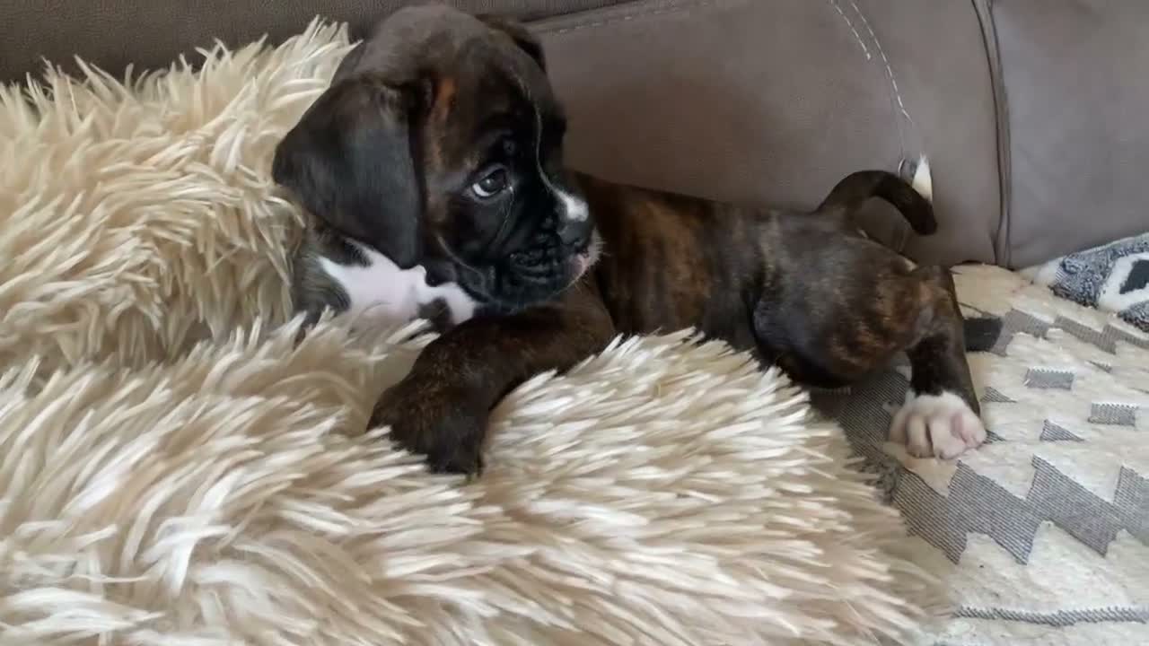 Boxer dogs for sale: KC Registered Boxer Puppies - health tested - Video 2