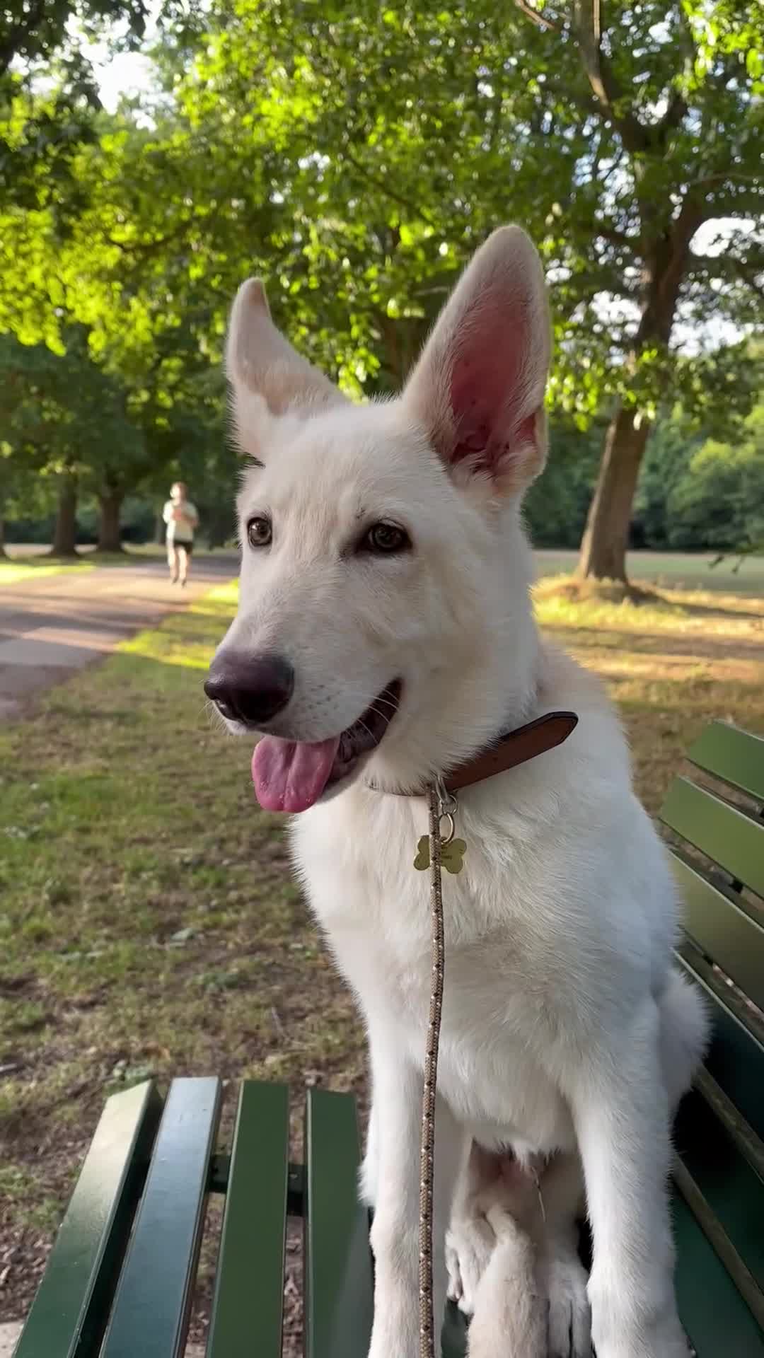 German Shepherd dogs for sale: 6 month old White Male GSD  - Video 1