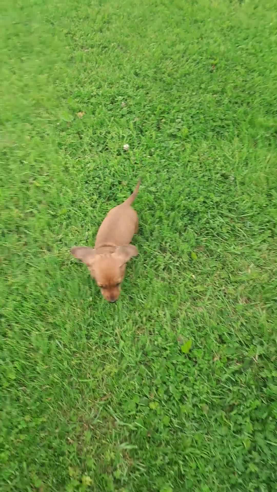 Miniature Dachshund dogs for sale: Mini Smooth Haired Dachshund *reduced* - Video 1