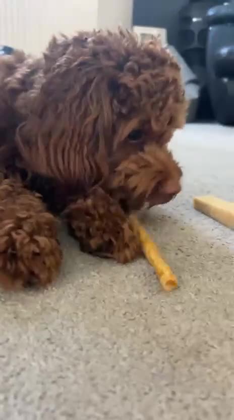 Cockapoo dogs for stud: F1 red cockapoo for stud in Reading - Video 1