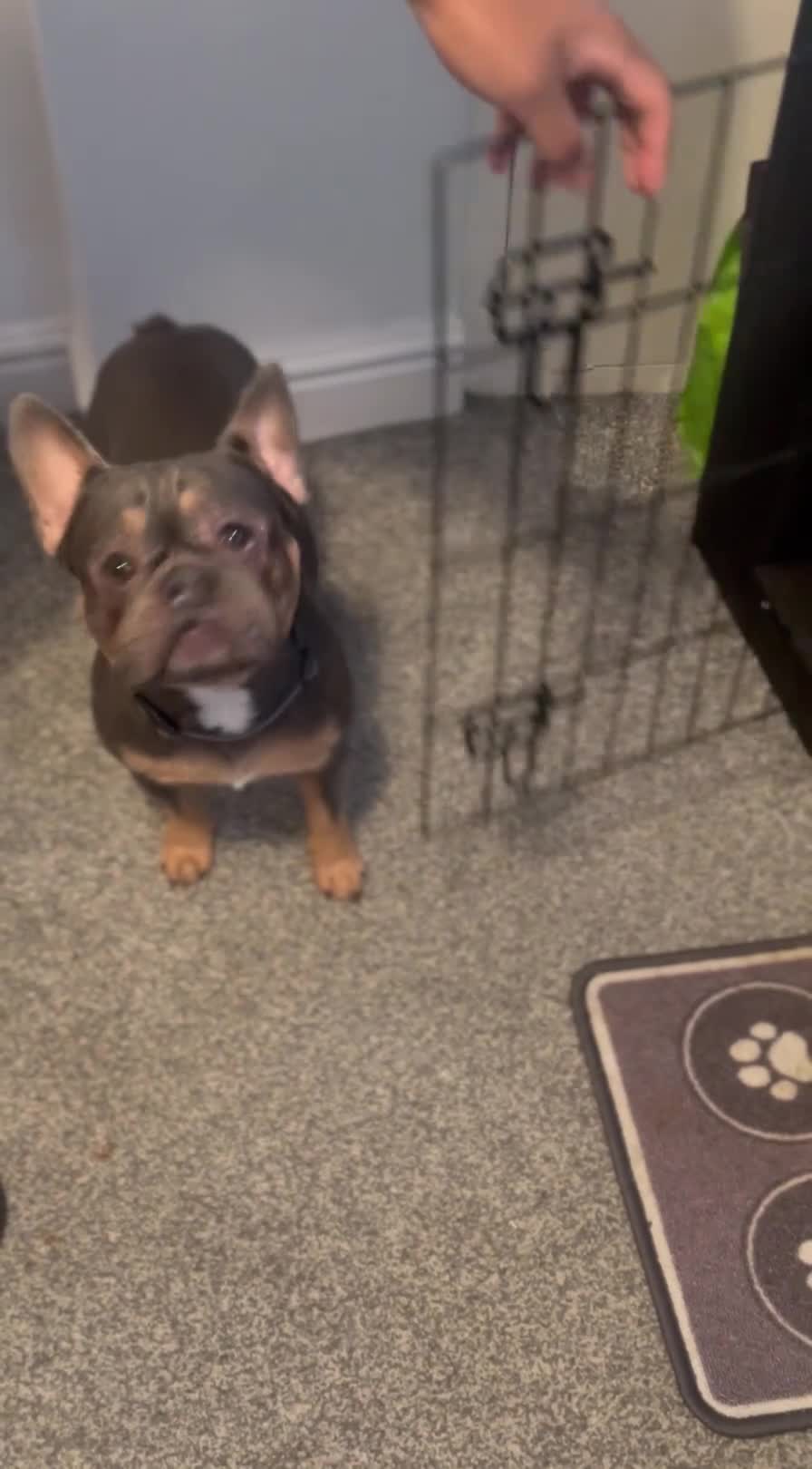 French Bulldog dogs for sale: Male French Bulldog Family Friendly - Video 2