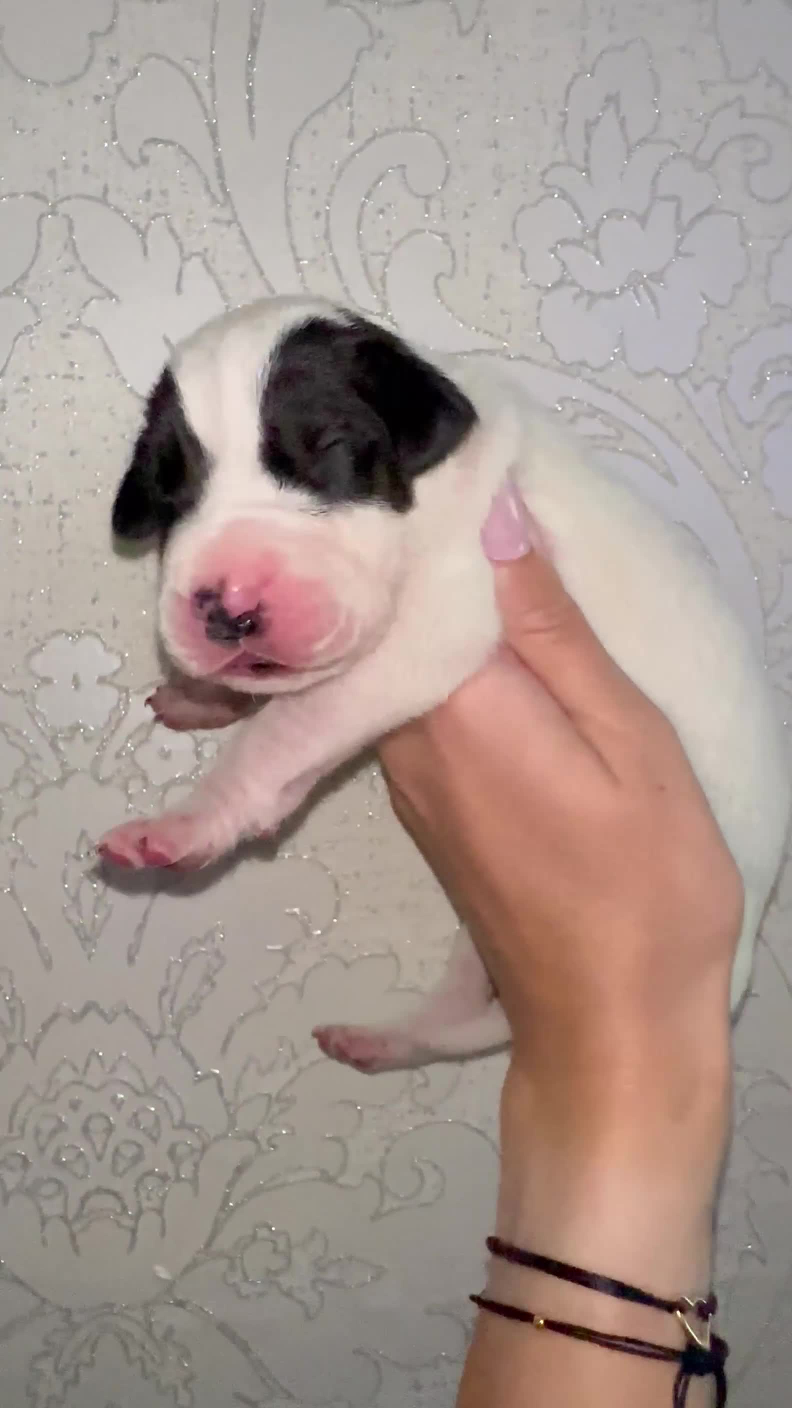Great Dane dogs for sale: HARLIQUIN & BLACK PUPS KC REGISTERED  - Video 3